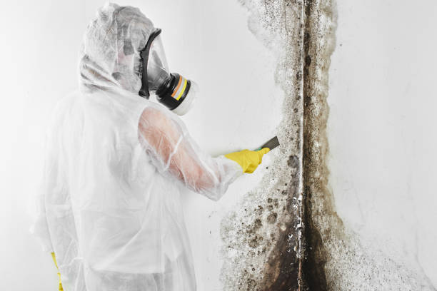 Best Black Mold Removal  in Albany, MO