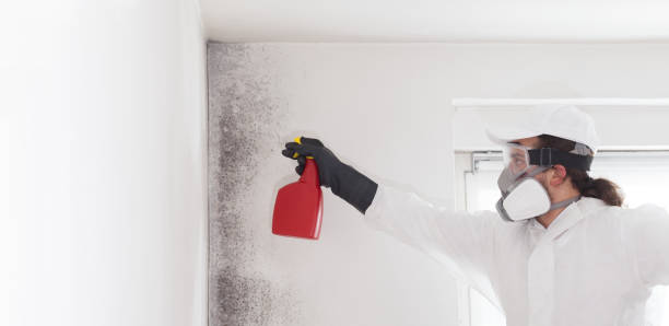 Trusted Albany, MO Mold Removal Experts
