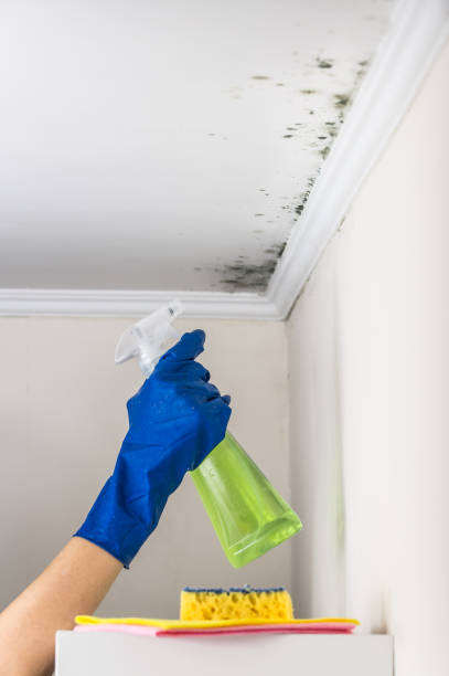 Best Mold Removal and Inspection  in Albany, MO