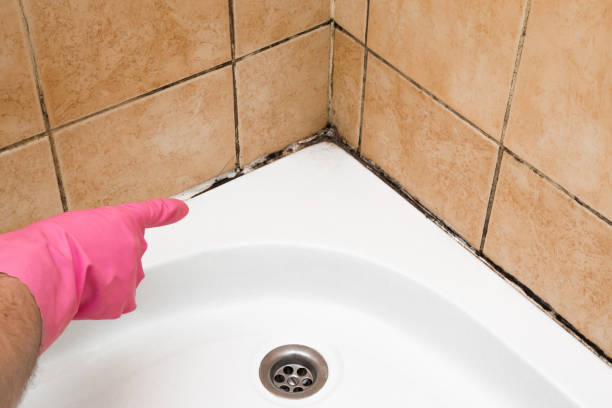 Best Mold Remediation  in Albany, MO