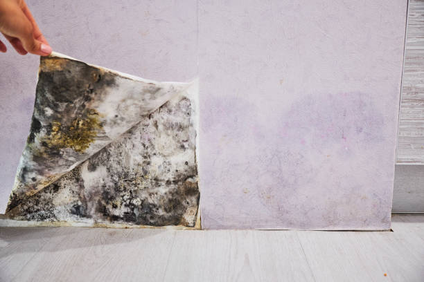 Best Residential Mold Removal  in Albany, MO
